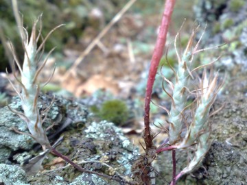 Petrosedum tenuifolium  (=Sedum amplexicaule subsp. tenuifolium)